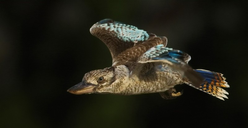 Blue-winged Kookaburra